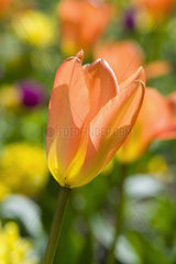Foster tulip 'Orange Emperor' in bloom in a garden