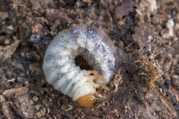 Larva of Stag beetle in a stump of beech wood  winter  Moselle  France