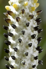 Aechmea (Aechmea bromeliifolia)