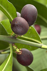 Bushman's poison (Acokanthera oblongifolia)