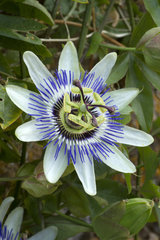Bluecrown passionflower (Passiflora caerulea)