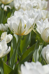 Foster tulip 'Exotic Emperor' in bloom in a garden