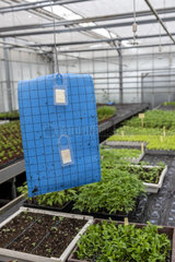 Pheromone trap in a greenhouse  spring  Pas de Calais  France