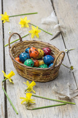 Colorful quail eggs for Easter  in a wicker basket and daffodils.