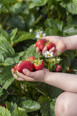 Girl picking Strawberries 'Daroyale'  spring  Pas de Calais  France