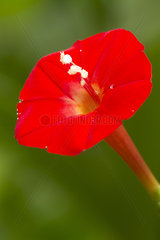 Cupid's flower (Ipomoea quamoclit)
