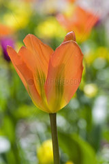 Foster tulip 'Orange Emperor' in bloom in a garden