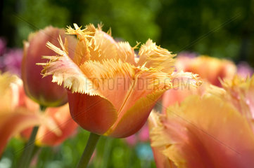 Tulip 'Valbella' in bloom in a garden