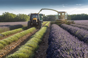 Harvest of lavandin  summer  Provence  France