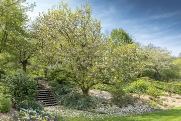 Magnolia Soulangeana at Valloires gardens  Argoules  Somme  France