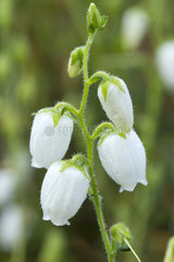White Cantabria heath(Daboecia cantabrica f. alba)