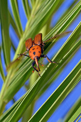 Red palm Weevil (Rhynchophorus ferrugineus) on Canary island date palm (Phoenix canariensis)  Summer 2018 Catalonia  Spain. Harmful  Larvae in Date palms imported from Egypt