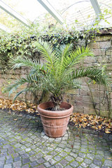 Canary Palm (Phoenix canariensis) in a winter garden  Germany  autumn