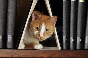 Male European red tabby cat on a bookshell France