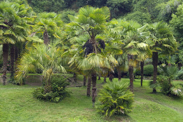 Chinese windmill palm (Trachycarpus fortunei)
