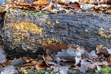 Decaying oak trunk in winter  Moselle  France