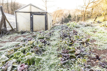 Frozen salad in a kitchen garden in winter  Moselle  France