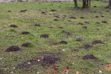 Molehills in a meadow  winter  Moselle  France