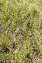 Feather grass (Stipa tenuissima) 'Pony Tails' in a garden  Spring  Pas de Calais  France