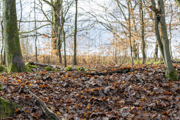 Dead leaves litter  winter  Moselle  France