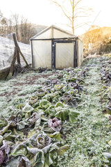 Frozen salad in a kitchen garden in winter  Moselle  France
