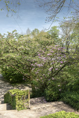 Magnolia liliflora 'Susan' in bloom  spring  Somme  France