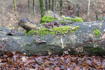 Decaying beech tree trunk  winter  Moselle  France