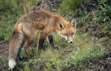 Roter Fuchs Erwachsener im Denali -Nationalpark Frankreich vorsichtig