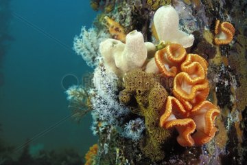 Korallen und Ascidies unter einem Australien-Meridional-Pier