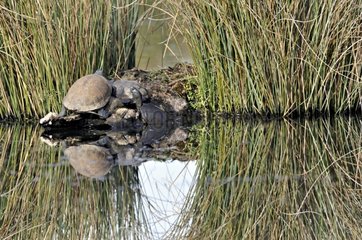 European pond turtles in a pond Brenne Centre France
