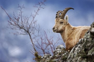 Junger männlicher Ibex hat Savoie Frankreich niedergelassen