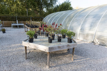 Table presenting plants in a greenhouse  autumn  Somme  France