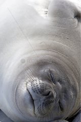Portrait of an Elephant seal resting in Falkland Islands