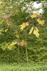 Japanese Angelica tree (Aralia elata)  autumn  Somme  France