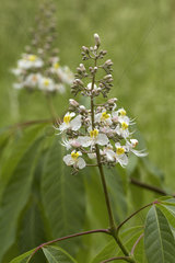 Chinese horse chestnut (Aesculus chinensis)
