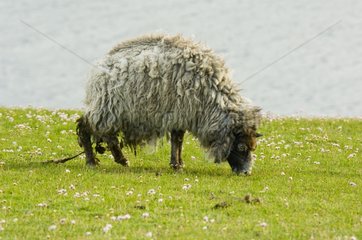 Lamb grazing Shetland Scotland