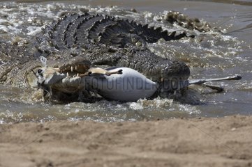 Nile Crocodiles eating a Thomson's Gazelle Masai Mara