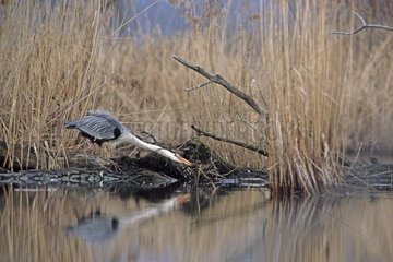 Grey Heron sammelt ein Pinselholz  um sein Nest zu bauen