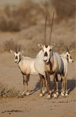 Family of Oryxs of Arabia United Arab Emirates