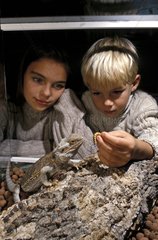 Children feeding a Central bearded dragon in a terrarium