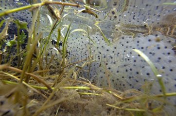 Frog eggs in a pond