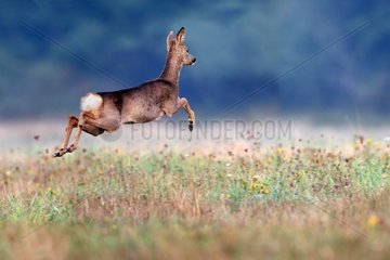 Female Roe deer jumping in a field France