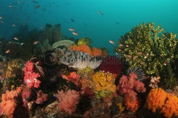 Coral reef Indonesia