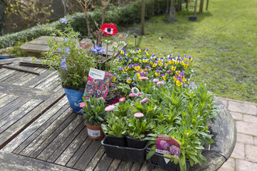 Various plants in pots and buckets before planting  spring  Pas de Calais  France