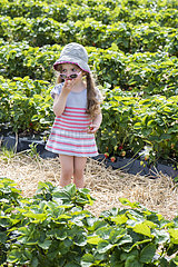 Girl eating strawberries in the middle of a field of strawberries  spring  Pas de Calais  France