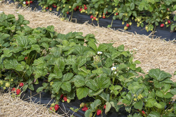 Strawberries growing in plastic sheets and straw mulch