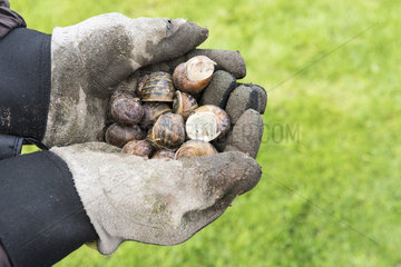 Snails in the hands of a gardener  autumn  Pas de Calais  France