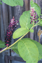 Berries of American pokeweed (Phytolacca americana)