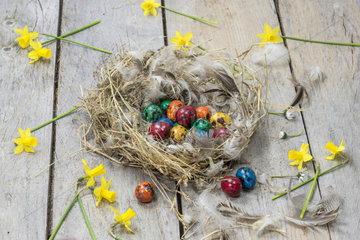 Colorful quail eggs for Easter in a nest and daffodils.