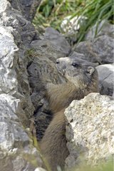 Young Marmot in a stone drain Chasseral Switzerland